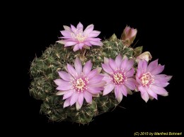 Sulcorebutia steinbachii v. 1686